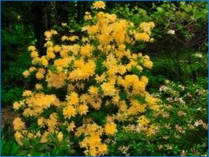 Rhododendron Sárga: A fajták leírása, leszállás és gondozás