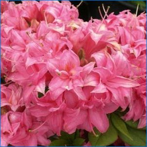 Rhododendron Sárga: A fajták leírása, leszállás és gondozás