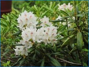 Rhododendron shlippenbach: leírás, gondozás és reprodukció