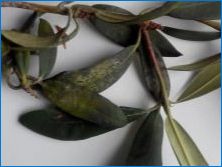 Rhododendron shlippenbach: leírás, gondozás és reprodukció
