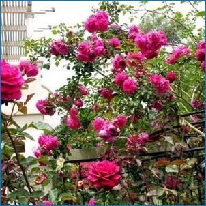 Rose "Laguna": Jellemzők, típusok és termesztés