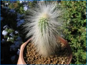Bolyhos kaktuszok: típusok és gondoskodási szabályok