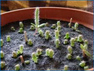 Bolyhos kaktuszok: típusok és gondoskodási szabályok