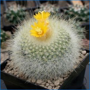 Cactus Rebuti: Leírás, típusok és növekvő