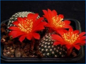Cactus Rebuti: Leírás, típusok és növekvő