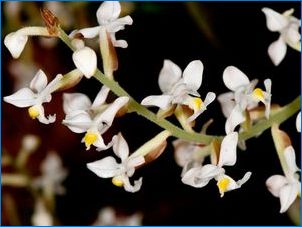 Értékes orchideák: fajok, leszállás és gondozás
