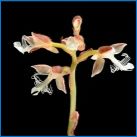 Értékes orchideák: fajok, leszállás és gondozás