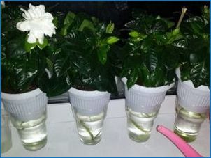 Gardenia: A növekedés típusai és szabályai