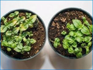 Gardenia: A növekedés típusai és szabályai