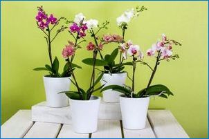 Hogyan kell elterjedni Orchid otthon?