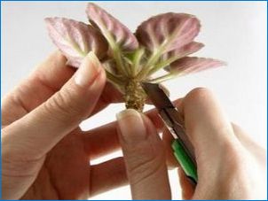 Hogyan kell törődni a beltéri lila, hogy ő virágzik?