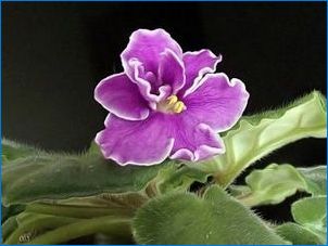 Hogyan kell törődni a beltéri lila, hogy ő virágzik?