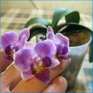 Hogyan kell transzplantálni Orchid?