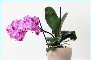 Hogyan kell transzplantálni Orchid?