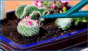 Hogyan lehet a víz kaktusz?