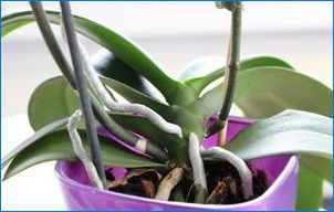 Hogyan lehet megszabadulni Miller Cherwell-től az orchidea?