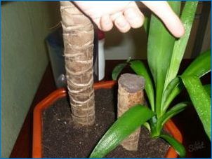 Ivory Yucca: A fajok leírása, leszállási lehetőség és gondozás
