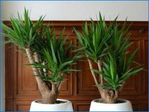 Ivory Yucca: A fajok leírása, leszállási lehetőség és gondozás