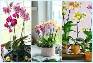 Jelölje ki az orchideákat: a fajok és a választott szabályok