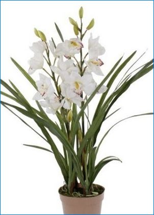 Jelölje ki az orchideákat: a fajok és a választott szabályok