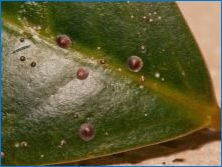 Medynill: fajok, gondozás és reprodukció otthon, betegség