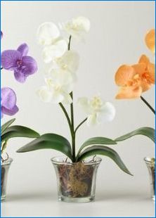 Melyek az orchideák edényei, és hogyan válasszuk ki a legjobbat?