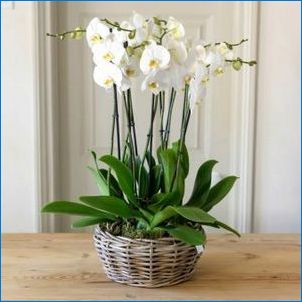 Melyek az orchideák edényei, és hogyan válasszuk ki a legjobbat?