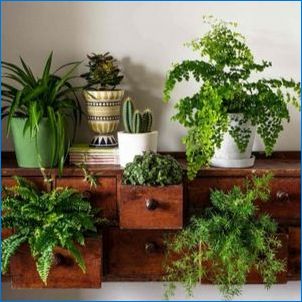 Milyen szobanövényeknek kell feltétlenül lenni a házban?