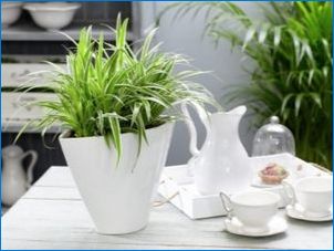 Milyen szobanövényeknek kell feltétlenül lenni a házban?