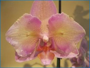 Orchid "Legato": Leírás és gondozás