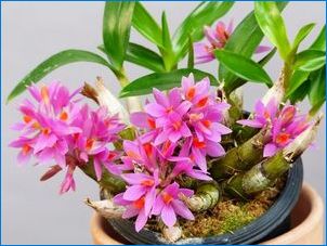 Orchidea Dendrobium Nobile: A növekedés leírása és jellemzői