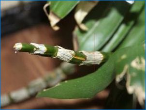 Orchidea Dendrobium Nobile: A növekedés leírása és jellemzői
