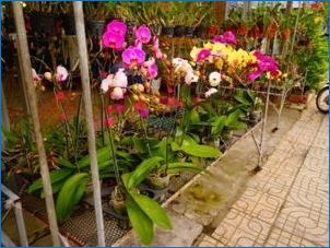 Orchideák Vietnamból: Jellemzők és gondozás