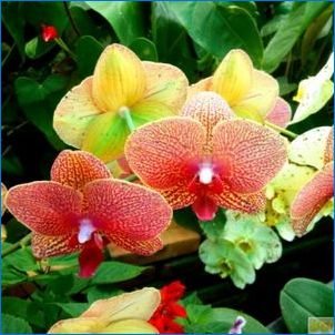 Orchideák Vietnamból: Jellemzők és gondozás