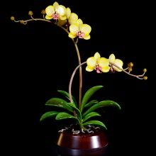 Sárga orchideák: leírás, típusok és ellátás