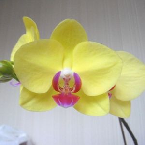 Sárga orchideák: leírás, típusok és ellátás