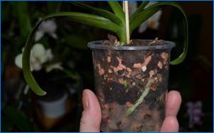 "Seramyis" orchideák számára: hogyan kell használni?