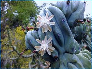 Színes kaktusz: fajták, tippek a termesztés és a gondozás
