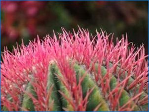 Színes kaktusz: fajták, tippek a termesztés és a gondozás