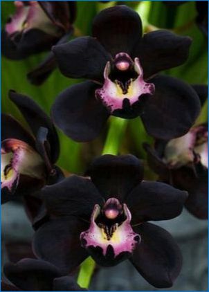 Szokatlan orchideák: Jellemzők és fajták