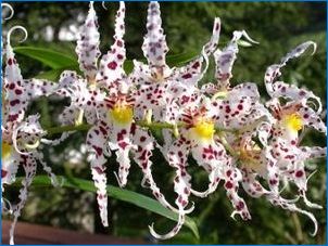 Szokatlan orchideák: Jellemzők és fajták