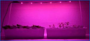 Ultraibolya lámpák növények számára: Jellemzők, típusok és használati feltételek
