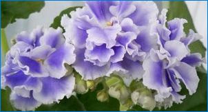 Violet "Blue Fog": Jellemzők és tanácsok a növekvő