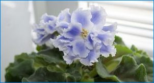 Violet "Blue Fog": Jellemzők és tanácsok a növekvő