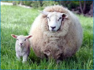 Sheep Wool párnák