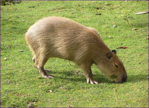 A capybara (tengerimalac) a legnagyobb rágcsáló
