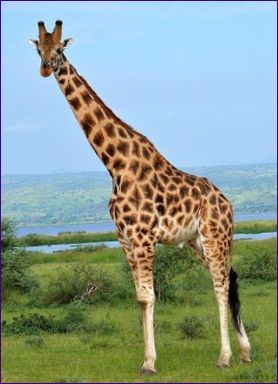A zsiráf - a legmagasabb állat