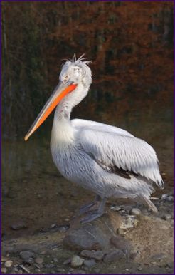 A dalmát pelikán a legnagyobb repülő madár