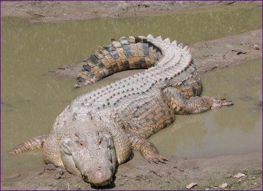 A sósvízi krokodil a legnagyobb hüllő..