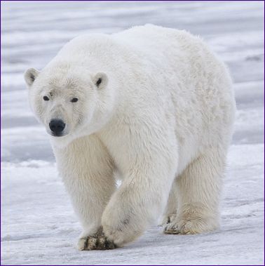 A kodiaki jegesmedve a legnagyobb szárazföldi ragadozó